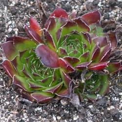 Sempervivum - Dachwurz - Hauswurz